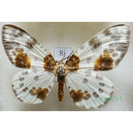 Abraxas sylvata (Scopoli, 1763) Plamiec leśniak Czech8j